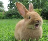 buny