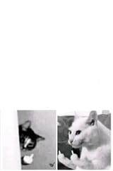 new-format-dropped-v0-vmzvv7p868