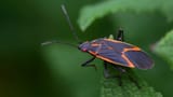 10-Boxelder-Bug-Questions-Answered