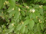 Japanese bush honeysuckle