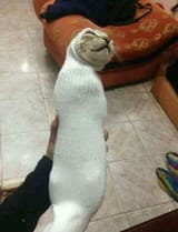 catsock