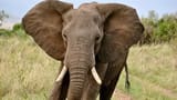 elephant-with-big-ears