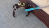 hd-aspect-1455630691-crab-gif