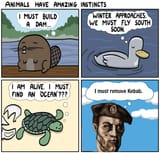 wisdom