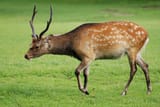 Cervus_nippon_002
