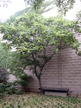 Ailanthus_altissima__uT4gyXxM6qLh