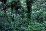 Shade_grown_coffee_in_Guatemala