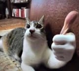 thumbs up cat4