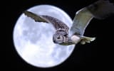 owl moon