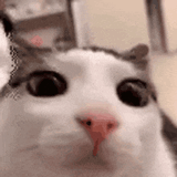 cat (8)