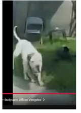shitbull