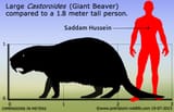 beaver