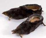 molefeet! let&#039;s go