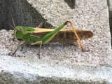 Migratory_Locust_Locusta_migratoria_juliebun_CCBYNC