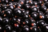 black currant