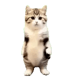 akittendance2