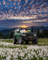 bronco frens mountain meadow at dawn