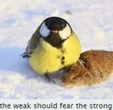 stronk
