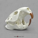 Beaver skull