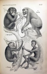 chimp gorilla orangutan and nigger