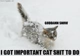 important-cat-shit