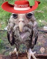 MAGA silly little owl