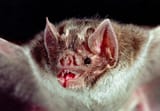 webvampire-bat-2-27-18[1]