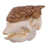 Three-Banded Armadilo Skull Replica