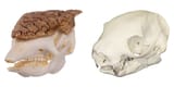 Three-Banded Armadillo &amp; Linnaeus&#039;s Two-Toed Sloth Skull Replicas
