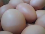 they&#039;re just eggs bro