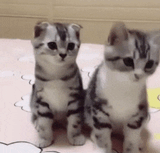 cat-bobs