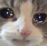 sad cat 2