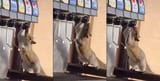 squirrel-drinks-from-fountain-drink-dispenser