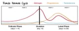 Female-Hormone-Cycle-1536x600