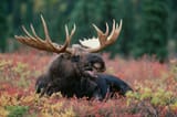 01mooseWAQ.ngsversion.1474111802880.adapt.1900.1