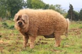 Mangalica