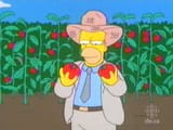 Tomacco