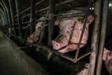 Factory Farming