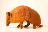 Brazilian Three-Banded Armadillo