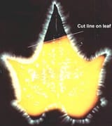 CutLeaf1
