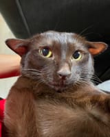 catrat