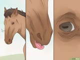 horsewannapiece