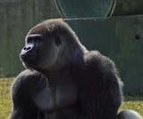 ambam