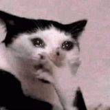 shocked-emotional-teary-eyed-cat-crying-d9v3q55x3do4lk6z