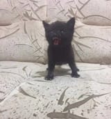 GYQVixJWAAAWjLN