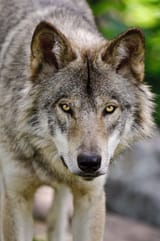 wolf