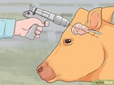 v4-460px-Humanely-Euthanize-a-Cow-Step-23