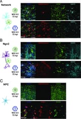SARS-CoV-2-infects-MAP2-1-neurons-Mixed-neural-network-cultures-bar-100-mm-A-Ngn2