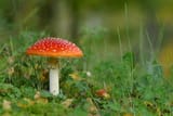 Flyagaric