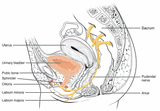 Pudendal_nerve